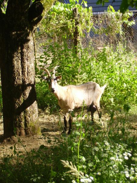 Des nouveaux habitants