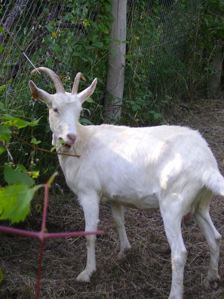 Des nouveaux habitants
